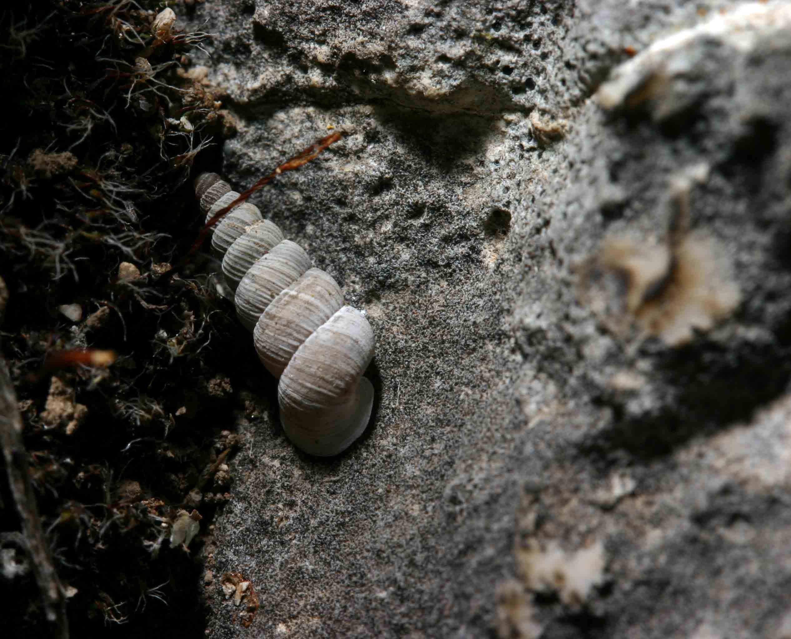 Cochlostoma cf.agriotes - Gole del Sagittario